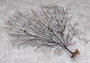 Black Sea Fan Coral Gorgonia Ventalina (1 fan approx. 7-9+ inches) Dark Brown Seafans for wall decor collection or artistic display!