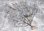 Black Sea Fan Coral Gorgonia Ventalina (1 fan approx. 7-9+ inches) Dark Brown Seafans for wall decor collection or artistic display!