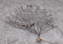 Black Sea Fan - Gorgonia Ventalina - (1 fan approx. 7-10 inches). One tree looking Sea Fan with many little branches. Copyright 2022 SeaShellSupply.com.