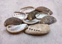 Natural Mule Ear Abalone - Haliotis Asiana - (10 shells approx. 1.5+"). Multiple brown wide open shells with holes along one edge. Copyright 2025 SeaShellSupply.com.