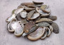Natural Mule Ear Abalone - Haliotis Asiana - (10 shells approx. 1.5+"). Multiple brown wide open shells with holes along one edge. Copyright 2025 SeaShellSupply.com.