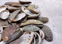 Natural Mule Ear Abalone - Haliotis Asiana - (10 shells approx. 1.5+"). Multiple brown wide open shells with holes along one edge. Copyright 2025 SeaShellSupply.com.