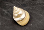 Pearlized Trochus Seashell - Trochus Niloticus - (1 shell approx. 2.5-3 inches). One spiral glossy shell with broad opening. Copyright 2024 SeaShellSupply.com.