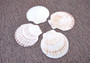Irish Deep Baking Scallop Seashells - Pecten Yessoensis - (4 shells approx. 3 - 4\")\n4 white scallop sea shells on a stone background\nCopyright 2025 SeaShellSupply.com