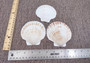 Irish Deep Baking Scallop Seashells - Pecten Yessoensis - (4 shells approx. 3 - 4\")\n4 white scallop sea shells on a stone background\nCopyright 2025 SeaShellSupply.com