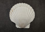 Irish Deep Baking Scallop Seashells - Pecten Yessoensis - (4 shells approx. 3 - 4")
4 white scallop sea shells on a stone background
Copyright 2022 SeaShellSupply.com