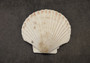 Irish Deep Baking Scallop Seashells - Pecten Yessoensis - (4 shells approx. 3 - 4")
4 white scallop sea shells on a stone background
Copyright 2022 SeaShellSupply.com