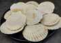 Irish Deep Baking Scallop Seashells - Pecten Yessoensis - (4 shells approx. 3 - 4")
4 white scallop sea shells on a stone background
Copyright 2022 SeaShellSupply.com