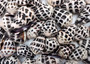 Medium Hebrew Cone Seashells Conus Ebraeus (5 shells approx. 1+ inches) Medium Hebrew Cone shell for beachy arts crafts jewelry & clothing!