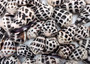 Medium Hebrew Cone Seashells - Conus Ebraeus - (5 shells approx. 1-1.25\") White shells with black spots in a pile. Copyright 2025 SeaShellSupply.com