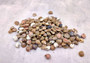 Black Umbonium Seashells (approx. 130-150 shells .125-.375 inches). Shells with a combination of black, brown, and white spots in pile. Copyright 2025 SeaShellSupply.com.