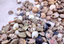 Black Umbonium Seashells (approx. 130-150 shells .125-.375 inches). Shells with a combination of black, brown, and white spots in pile. Copyright 2025 SeaShellSupply.com.