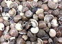 Black Umbonium Seashells (approx. 130-150 shells .125-.375 inches). Shells with a combination of black, brown, and white spots in pile. Copyright 2025 SeaShellSupply.com.