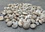 Natural Umbonium Dark Mix Seashells (approx. 125+ shells .125+ inches) 