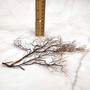 Black Sea Fan - Gorgonia Ventalina - (1 fan approx. 5-7 inches). One black sea fan with long black arms and a brown base. Copyright 2025 SeaShellSupply.com.