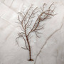 Black Sea Fan - Gorgonia Ventalina - (1 fan approx. 5-7 inches). One black sea fan with long black arms and a brown base. Copyright 2025 SeaShellSupply.com.