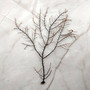 Black Sea Fan - Gorgonia Ventalina - (1 fan approx. 5-7 inches). One black sea fan with long black arms and a brown base. Copyright 2025 SeaShellSupply.com.