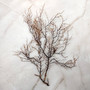 Black Sea Fan - Gorgonia Ventalina - (1 fan approx. 5-7 inches). One black sea fan with long black arms and a brown base. Copyright 2025 SeaShellSupply.com.