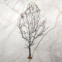 Black Sea Fan - Gorgonia Ventalina - (1 fan approx. 5-7 inches). One black sea fan with long black arms and a brown base. Copyright 2025 SeaShellSupply.com.