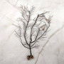 Black Sea Fan - Gorgonia Ventalina - (1 fan approx. 5-7 inches). One black sea fan with long black arms and a brown base. Copyright 2025 SeaShellSupply.com.