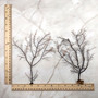 Black Sea Fan Coral Gorgonia Ventalina (1 fan approx. 5-6+ inches) Great sea fan for any coastal collection or artistic display!