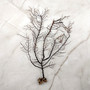 Black Sea Fan Coral Gorgonia Ventalina (1 fan approx. 5-6+ inches) Dark Brown Seafans for wall decor collection or artistic display!