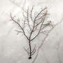 Black Sea Fan Coral Gorgonia Ventalina (1 fan approx. 5-6+ inches) Dark Brown Seafans for wall decor collection or artistic display!