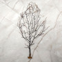 Black Sea Fan Coral Gorgonia Ventalina (1 fan approx. 5-6+ inches) Dark Brown Seafans for wall decor collection or artistic display!