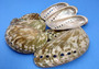 Polished Mule Ear Abalone Seashells Haliotis Asiana (10 shells approx. 1.75+ inches) Shiny Donkey Ear Abaone Shells for jewelry & crafts!