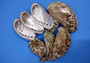 Polished Mule Ear Abalone Seashells Haliotis Asiana (10 shells approx. 1.75+ inches) Shiny Donkey Ear Abaone Shells for jewelry & crafts!