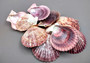 Calico Atlantic Scallop Seashells Purple Argopecten Gibbus (10 shells approx. 2+ inches) Purple Scallop shells for arts crafts & jewelry!