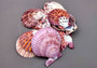 Calico Atlantic Scallop Seashells - Argopecten Gibbus - (10 shells approx. 2 inches). Multiple purple shaded ribbed shells in a pile. Copyright 2024 SeaShellSupply.com.