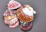 Calico Atlantic Scallop Seashells - Argopecten Gibbus - (10 shells approx. 2 inches). Multiple purple shaded ribbed shells in a pile. Copyright 2024 SeaShellSupply.com.