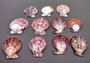 Calico Atlantic Scallop Seashells - Argopecten Gibbus - (10 shells approx. 2 inches). Multiple purple shaded ribbed shells in a pile. Copyright 2024 SeaShellSupply.com.