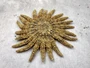 Mexican Sun Star (4-5\") - Heliaster Kubiniji. One broad brown tinted ribbed textured shell with many branches. Copyright 2025 SeaShellSupply.com.