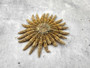Mexican Sun Star (4-5\") - Heliaster Kubiniji. One broad brown tinted ribbed textured shell with many branches. Copyright 2025 SeaShellSupply.com.