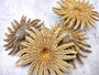 Mexican Sun Star (4-5\") - Heliaster Kubiniji. One broad brown tinted ribbed textured shell with many branches. Copyright 2025 SeaShellSupply.com.