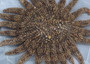 Mexican Sun Star - Heliaster Kubiniji - (2 stars approx. 2-3 inches) on light background. Copyright 2022 SeaShellSupply.com.