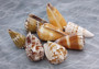 Small Mixed Cone Seashell Assortment (8 shells approx. 1.5-2 inches)