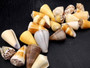 Cone Seashell Small Assorted Mix (8 shells approx. 1.5-2 inches). Brown and white close spiral shells in a grouping. Copyright 2022 SeaShellSupply.com.