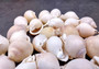 Channel Bonnet White Seashells - Phalium Canaliculatum - (10 shells approx. 1-1.5 inches). Multiple white spiral shells in a close pile. Copyright 2024 SeaShellSupply.com.