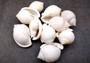 Channel Bonnet White Seashells - Phalium Canaliculatum - (10 shells approx. 1-1.5 inches). Multiple white spiral shells in a close pile. Copyright 2024 SeaShellSupply.com.