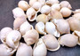 Channel Bonnet White Seashells - Phalium Canaliculatum - (10 shells approx. 1-1.5 inches). Multiple white spiral shells in a close pile. Copyright 2024 SeaShellSupply.com.