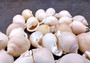 Channel Bonnet White Seashells - Phalium Canaliculatum - (10 shells approx. 1-1.5 inches). Multiple white spiral shells in a close pile. Copyright 2024 SeaShellSupply.com.