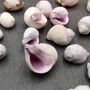 Cebu Beauty Violet Coral Seashells Coralliophila Neritoidea (approx. 40+ shells 0.5+ inches) Special for any coastal themed arts and crafts! Cebu Beauty Violet Coral Seashells Coralliophila Neritoidea (approx. 40+ shells 0.5+ inches) Special for any coastal themed arts and crafts!