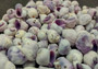 Cebu Beauty/Violet Coral Seashells - Coralliophila Neritoidea - (approx. 40-50 pcs.). Multiple purple and cream spiral shells. Copyright 2022 SeaShellSupply.com.