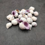 Cebu Beauty Violet Coral Seashells Coralliophila Neritoidea (approx. 40+ shells 0.5+ inches) Special for any coastal themed arts and crafts!
