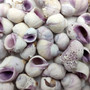 Cebu Beauty/Violet Coral Seashells - Coralliophila Neritoidea - (approx. 40-50 pcs.). Multiple purple and cream spiral shells. Copyright 2022 SeaShellSupply.com.