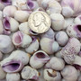Cebu Beauty/Violet Coral Seashells - Coralliophila Neritoidea - (approx. 40-50 pcs.). Multiple purple and cream spiral shells. Copyright 2022 SeaShellSupply.com.