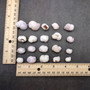 Cebu Beauty/Violet Coral Seashells - Coralliophila Neritoidea - (approx. 40-50 pcs.). Multiple purple and cream spiral shells. Copyright 2022 SeaShellSupply.com.